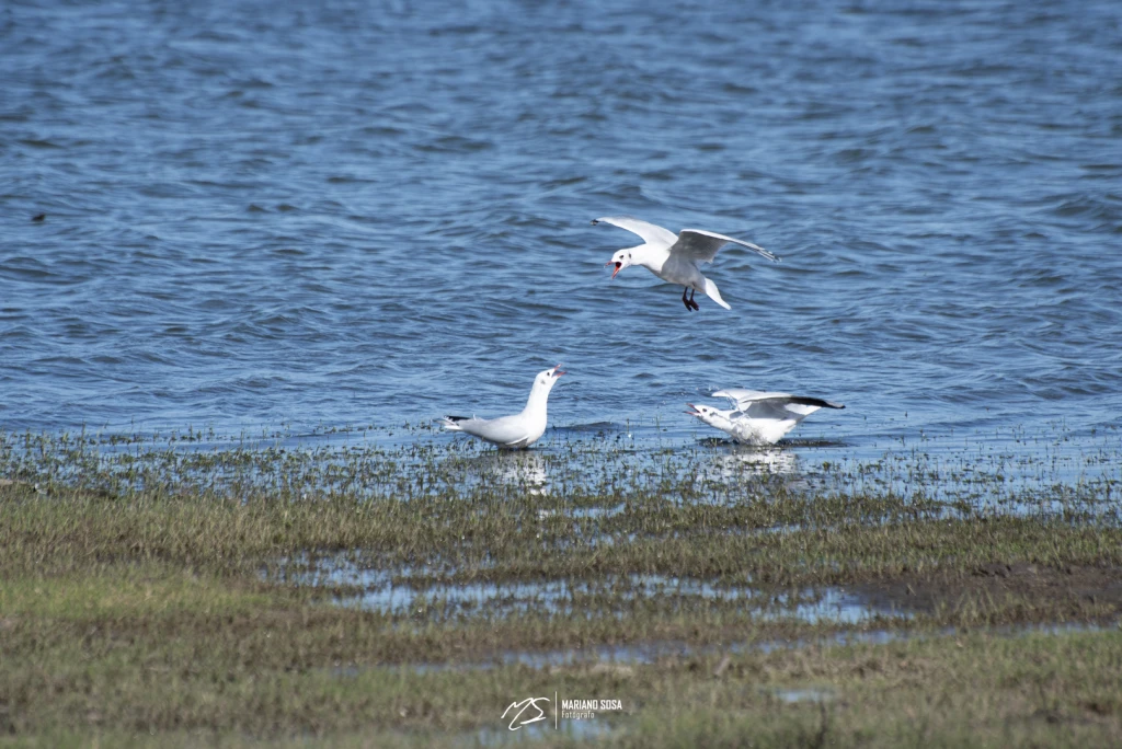 Gaviotas blancas